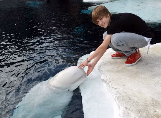 Ngắm vẻ điển trai của thần tượng tuổi teen Justin Bieber ảnh 8