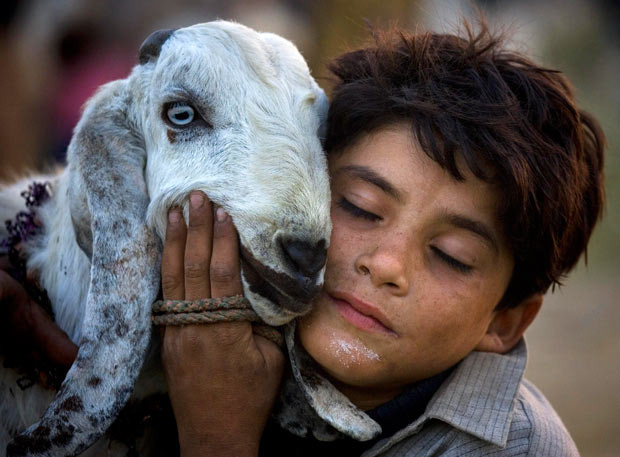 A boy hugs a goat at a livestock market on the outskirts of Islamabad, Pakistan