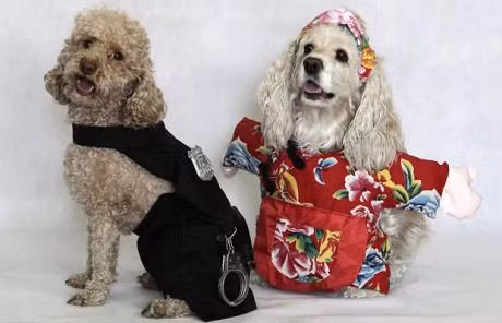 Trung Quốc đưa ra chính sách "một con chó"