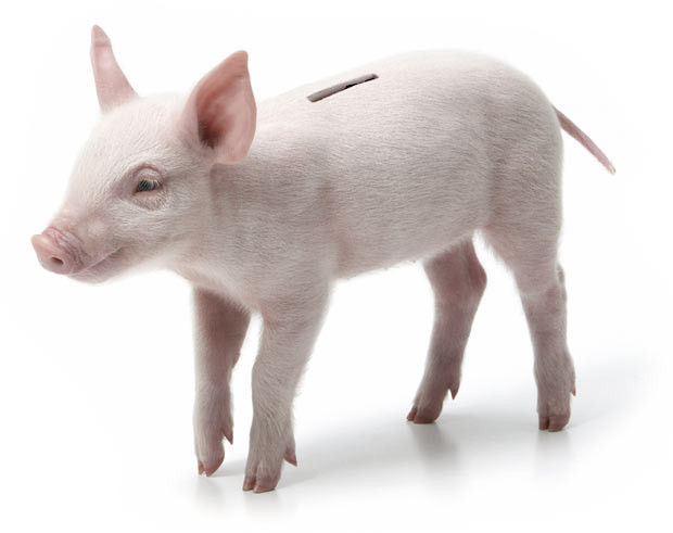 A controversial piggy bank made from a real piglet has gone on sale. The Piglet Bank, made from a taxidermied pig, is the brainchild of designer Colin Hart from Belfast. The bank takes 12 months to make and costs $4,000 (£2,500), not including postage and packaging. But the real-life piggy bank, which is available for sale on TheCheeky.com, has sparked outrage amongst animal rights campaigners who have called it sick and inhumane.