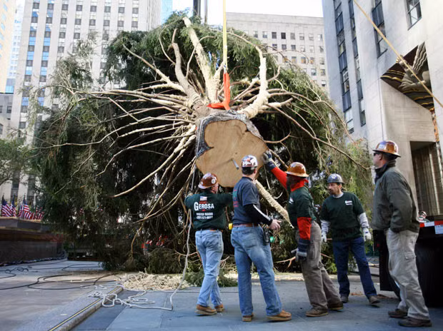 Workers try to lift the Rockefeller Center Christmas tree into place in New York