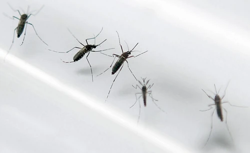 
Muỗi Aedes aegypti, trung gian lây truyền virus gây khuyếm khuyết não thai nhi. Ảnh:Washingtonpost.