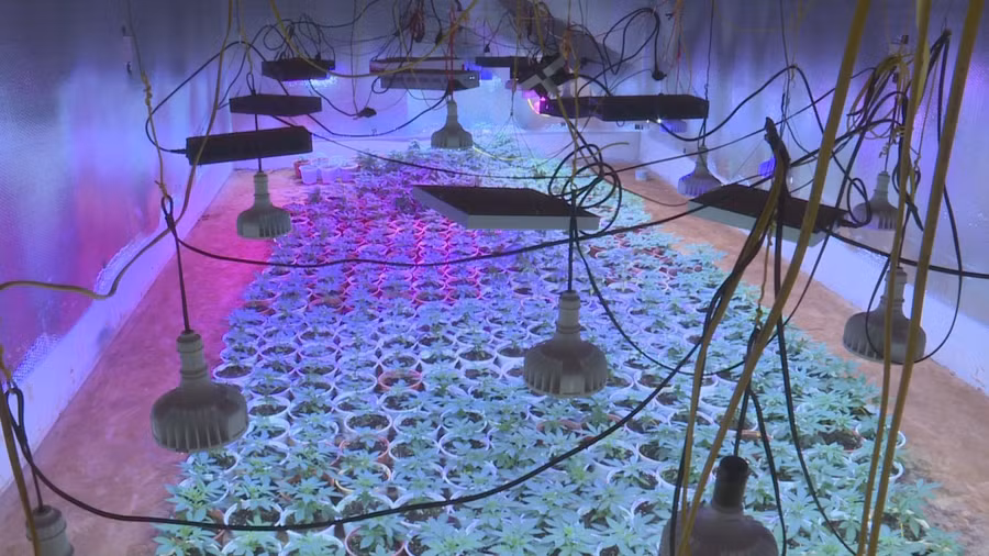 Nhóm đối tượng dùng đèn chiếu tia cực tím để chăm sóc cần sa phát triển tốt.