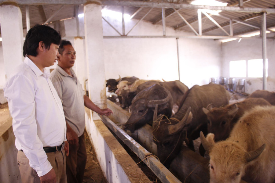 Các mô hình chăn nuôi đại gia súc theo hướng hàng hoá thị trường dần xuất hiện trên địa bàn xã Sùng Phài nhiều hơn, giúp người dân nâng cao thu nhập. Các mô hình chăn nuôi đại gia súc theo hướng hàng hoá thị trường dần xuất hiện trên địa bàn xã Sùng Phài nhiều hơn, giúp người dân nâng cao thu nhập.