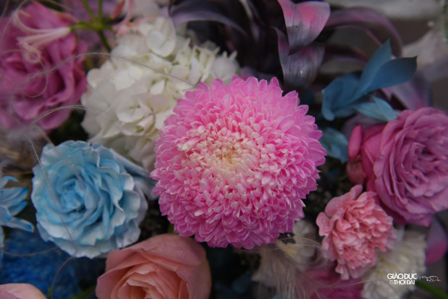 Cúc mẫu đơn Hà Lan.