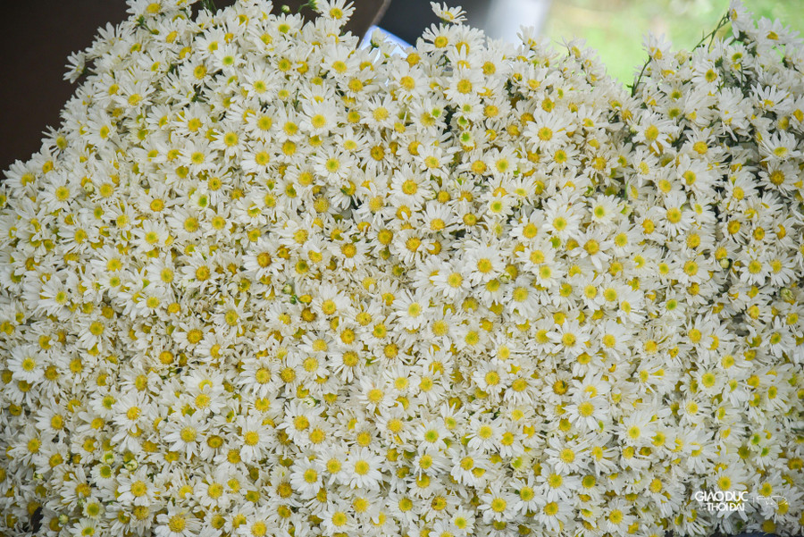 Hoa thường được cắt vào dịp lạnh, buổi sớm hoặc muộn để tránh gió mùa. Hoa thường được cắt vào dịp lạnh, buổi sớm hoặc muộn để tránh gió mùa.