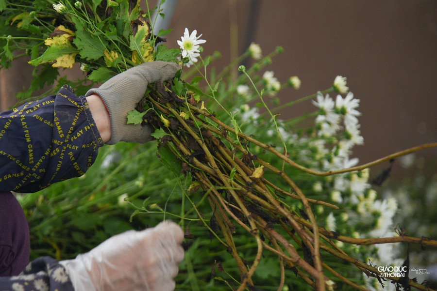 Cúc họa mi được cắt và bán cho thương lái theo từng bó lớn. Cúc họa mi được cắt và bán cho thương lái theo từng bó lớn.