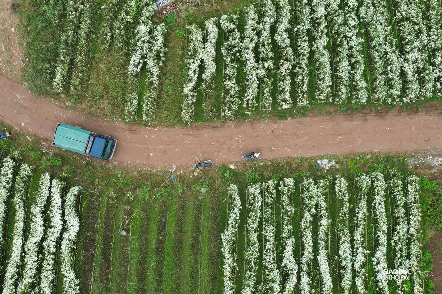 Những chuyến xe tải đến để chuyển hoa đi bán. Những chuyến xe tải đến để chuyển hoa đi bán.