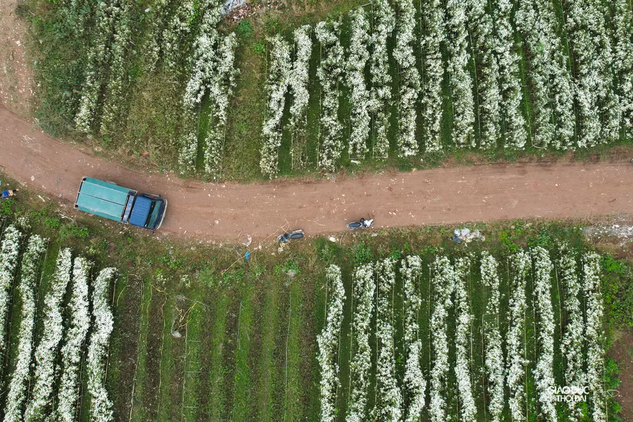 Những chuyến xe tải đến để chuyển hoa đi bán.