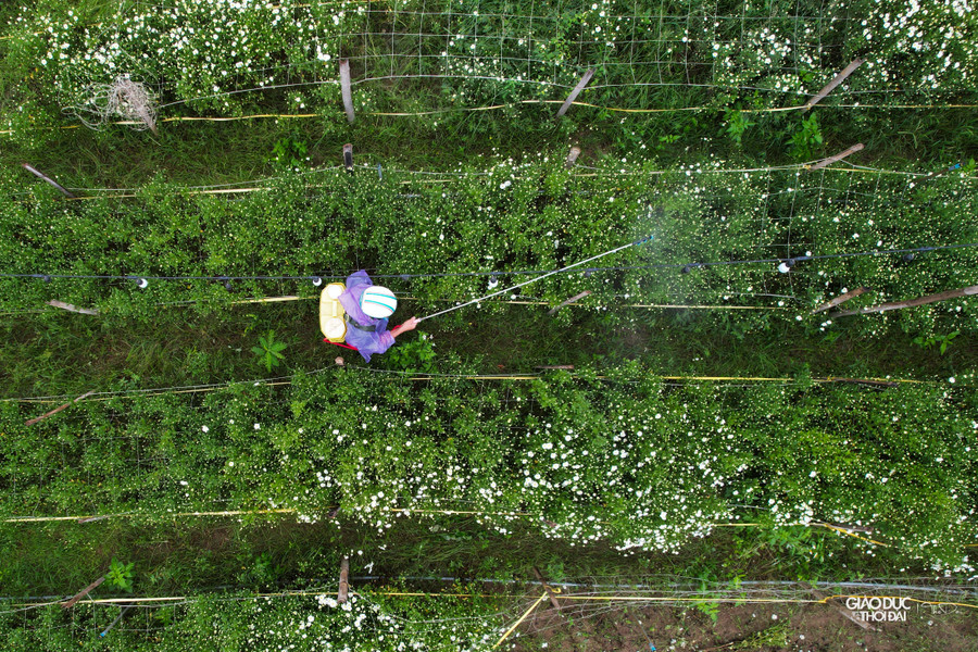 Kỹ thuật đơn giản lại cho thu nhập cao, vụ hoa ngắn, đây là loại hoa rất được nông dân ưa trồng, chú ý chăm sóc để hoa có kích thước lớn, cánh hoa dày, màu lá đẹp. Kỹ thuật đơn giản lại cho thu nhập cao, vụ hoa ngắn, đây là loại hoa rất được nông dân ưa trồng, chú ý chăm sóc để hoa có kích thước lớn, cánh hoa dày, màu lá đẹp.