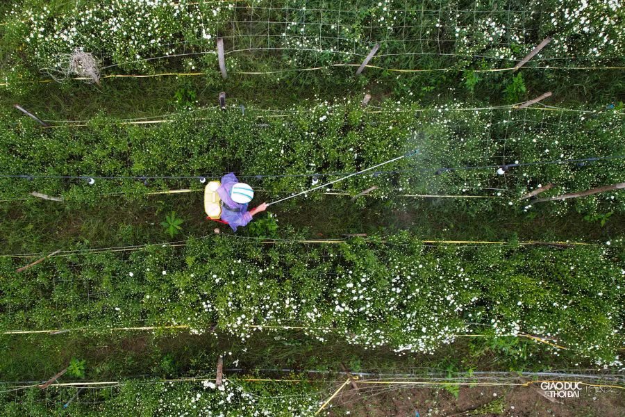 Kỹ thuật đơn giản lại cho thu nhập cao, vụ hoa ngắn, đây là loại hoa rất được nông dân ưa trồng, chú ý chăm sóc để hoa có kích thước lớn, cánh hoa dày, màu lá đẹp.