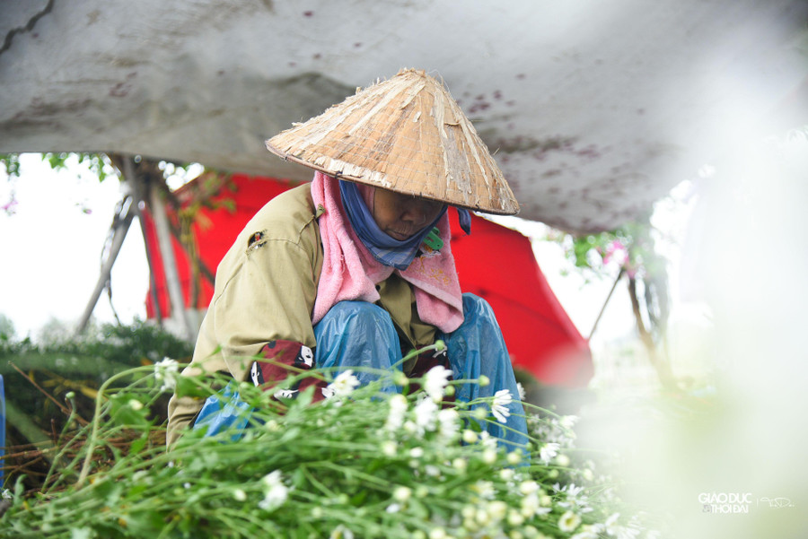 Thời điểm đầu vụ, hoa bán 100.000 đến 140.000 đồng một bó. Thời điểm đầu vụ, hoa bán 100.000 đến 140.000 đồng một bó.