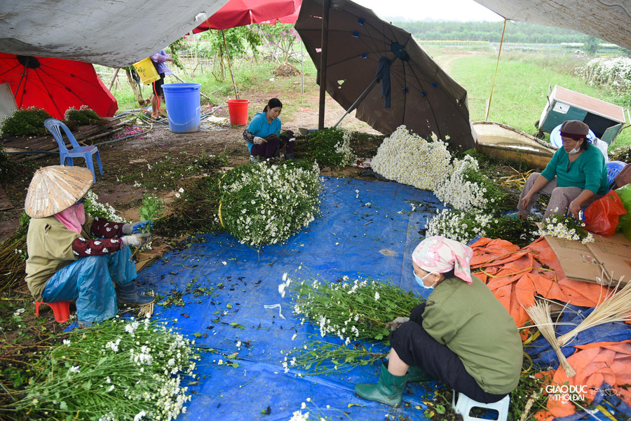 Cúc họa mi trước kia là loài cây dại, thời điểm đó ít người quan tâm đến loài hoa này. Tuy nhiên nhiều năm trở lại đây, nhu cầu chụp ảnh lên cao cũng là lúc nhiều nhà vườn trồng thêm loài hoa này, thậm chí còn trở thành vụ thu hoạch chính cho các gia đình. Cúc họa mi trước kia là loài cây dại, thời điểm đó ít người quan tâm đến loài hoa này. Tuy nhiên nhiều năm trở lại đây, nhu cầu chụp ảnh lên cao cũng là lúc nhiều nhà vườn trồng thêm loài hoa này, thậm chí còn trở thành vụ thu hoạch chính cho các gia đình.