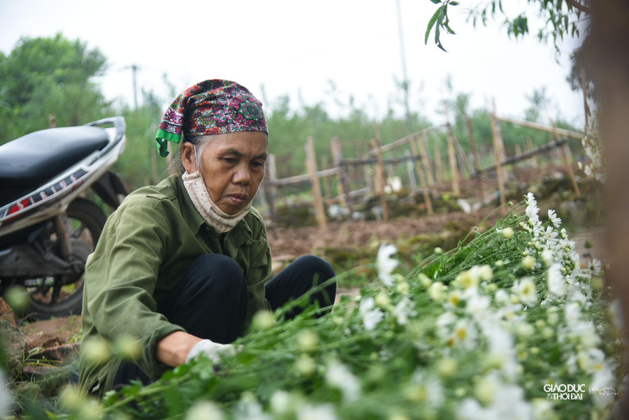 Cúc họa mi thường nở ào ạt, nên các chủ vườn phải thuê thêm công nhân để thu hoạch cho kịp. Cúc họa mi thường nở ào ạt, nên các chủ vườn phải thuê thêm công nhân để thu hoạch cho kịp.