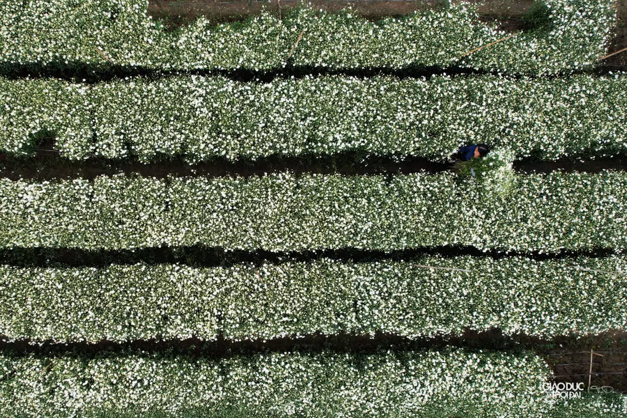 Để cúc họa mi ra hoa đúng vụ, người dân bắt đầu ươm mầm từ tháng Tư âm lịch và sau khoảng 6 tháng hoa sẽ nở.