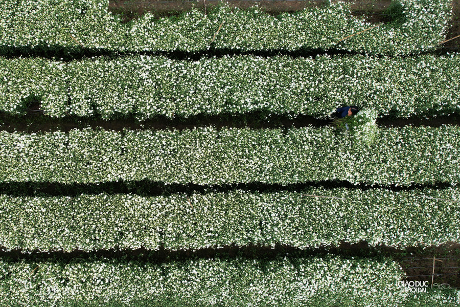 Để cúc họa mi ra hoa đúng vụ, người dân bắt đầu ươm mầm từ tháng Tư âm lịch và sau khoảng 6 tháng hoa sẽ nở. Để cúc họa mi ra hoa đúng vụ, người dân bắt đầu ươm mầm từ tháng Tư âm lịch và sau khoảng 6 tháng hoa sẽ nở.