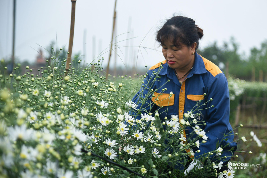 Hoa chỉ xuất hiện trong khoảng 3 tuần và thường nở rộ nhất vào cuối tháng 11 đây cũng là thời điểm người dân tại đây tất bật thu hoạch cúc họa mi. Hoa chỉ xuất hiện trong khoảng 3 tuần và thường nở rộ nhất vào cuối tháng 11 đây cũng là thời điểm người dân tại đây tất bật thu hoạch cúc họa mi.