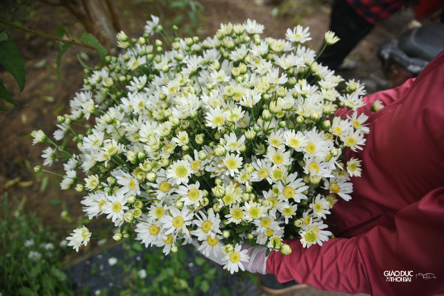 Vụ thu hoạch cúc họa mi kéo dài trong khoảng 10- 15 ngày. Vụ thu hoạch cúc họa mi kéo dài trong khoảng 10- 15 ngày.