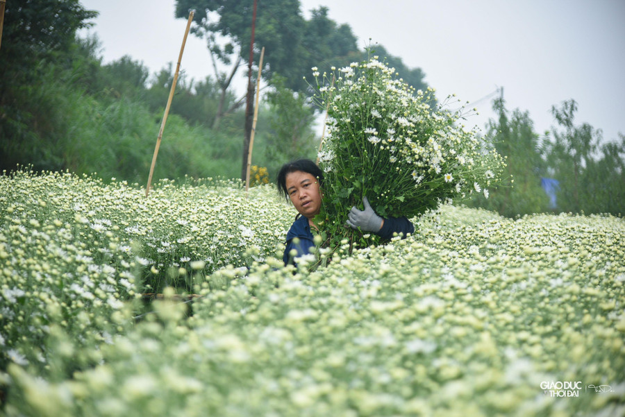 Giá cúc họa mi hiện tại dao động từ 70 nghìn đến 100 nghìn đồng/bó tùy theo độ đẹp của hoa. Giá cúc họa mi hiện tại dao động từ 70 nghìn đến 100 nghìn đồng/bó tùy theo độ đẹp của hoa.