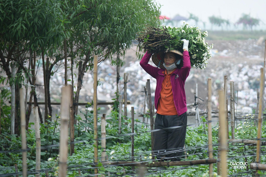 Những người trồng hoa cho biết, so với các loại cây trồng khác, cúc họa mi không cần công chăm sóc phức tạp, hạt giống có thể làm ra từ mùa này để dành sang mùa năm sau gieo trồng tiếp. Những người trồng hoa cho biết, so với các loại cây trồng khác, cúc họa mi không cần công chăm sóc phức tạp, hạt giống có thể làm ra từ mùa này để dành sang mùa năm sau gieo trồng tiếp.