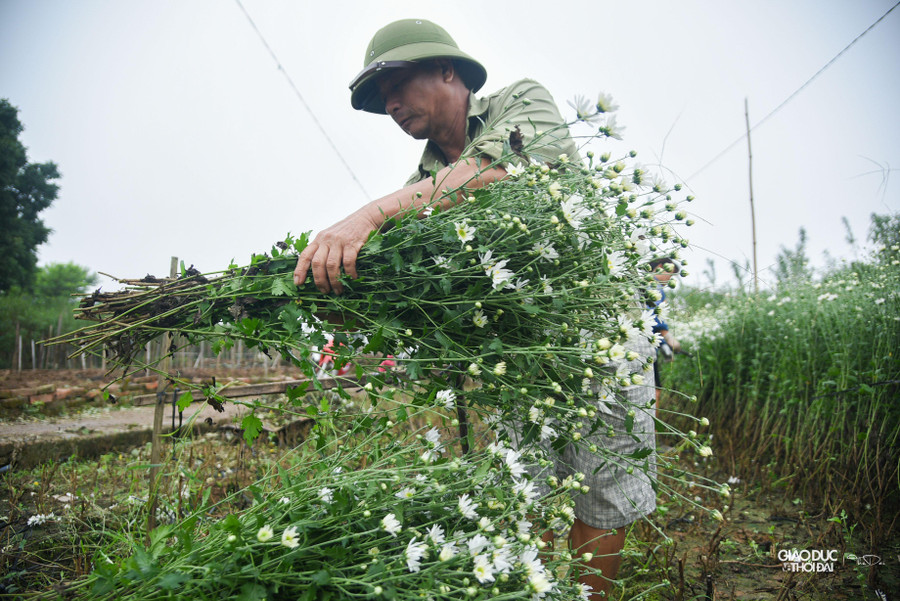 Cúc họa mi thường được người dân phường Nhật Tân trồng theo 2 phương thức là xen canh giữa các gốc đào và trồng luống riêng để tiện chăm sóc. Cúc họa mi thường được người dân phường Nhật Tân trồng theo 2 phương thức là xen canh giữa các gốc đào và trồng luống riêng để tiện chăm sóc.