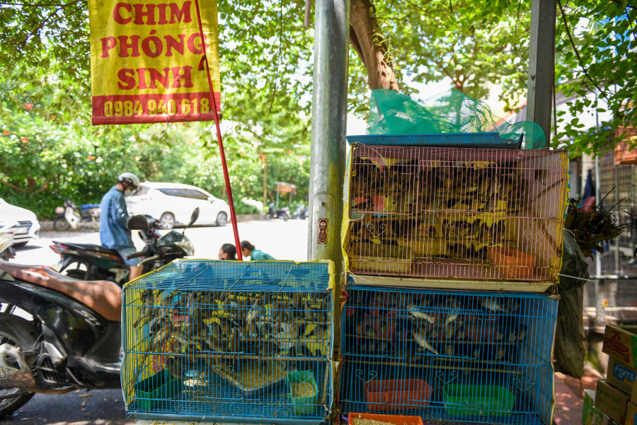 Tại dọc con phố nhỏ trên đường Hoàng Hoa Thám, những tầng lồng chim phóng sinh được bày bán ngay ngoài vỉa hè.