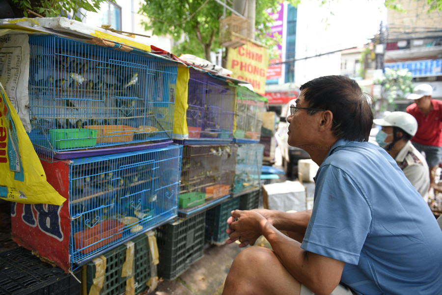 Năm nay chim vành khuyên được nhiều khách hàng ưa chuộng.