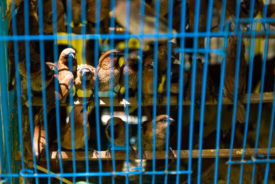 Phần lớn chim phóng sinh được bày bán là loài chim sẻ, ri đá và vành khuyên.