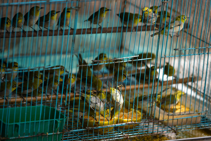 Giá chim vành khuyên dao động từ 20.000 đồng đến 25.000 đồng/1 con.