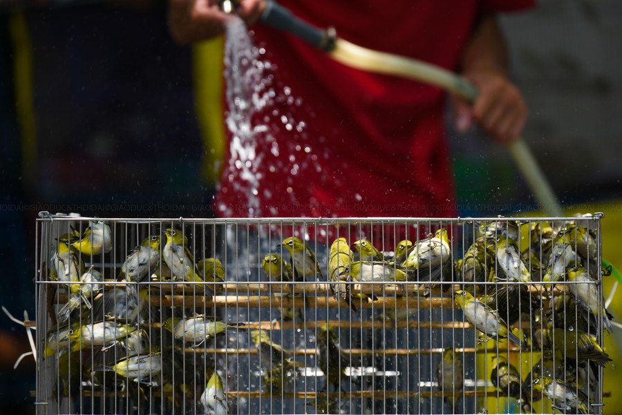 Cũng theo tiểu thương trên cho biết thêm, khách đặt hàng cao điểm vào ngày rằm, năm nay khách đặt chim phóng sinh giao vào ngày rằm đã khoảng 2.000 con.