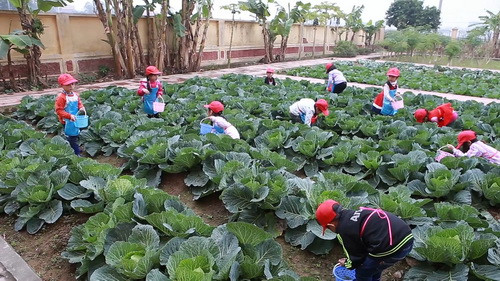 Giáo dục cho trẻ biết yêu lao động, sản xuất