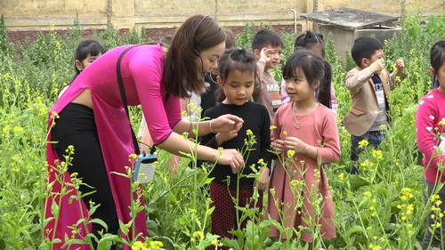 Giờ học ngoài trời, tìm hiểu về thực vật - hoa cải ngay tại "vườn rau an toàn" của nhà trường
