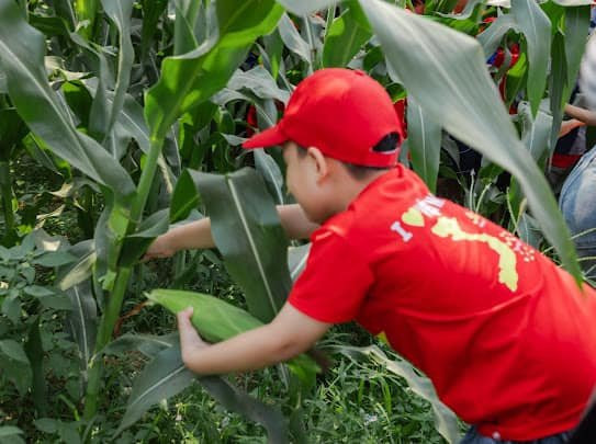 Các em cùng nhau thu hoạch ngô dưới sự hướng dẫn của các bác nông dân.