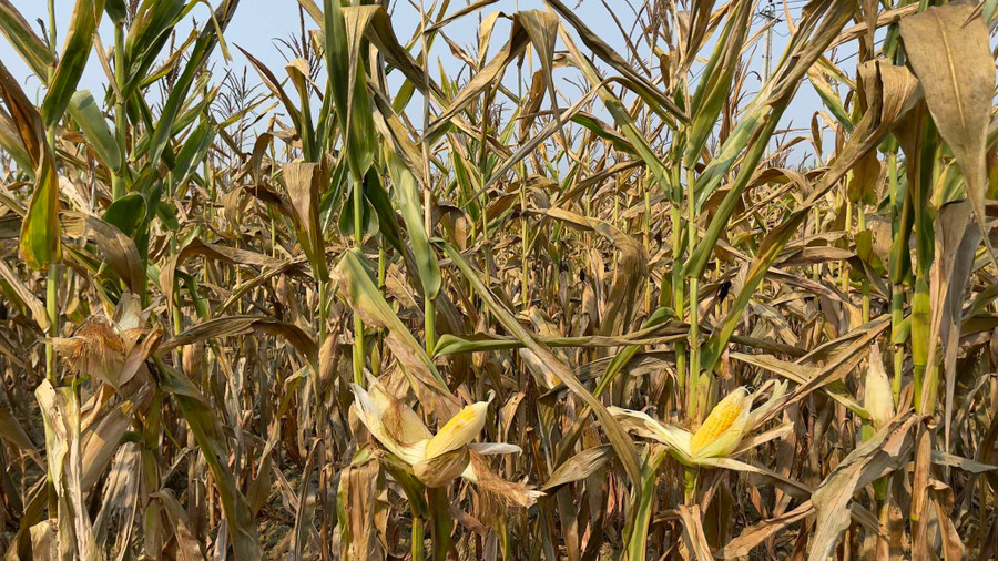 Ngô cháy khô, một số trổ bắp nhưng ít hạt, hư hỏng.