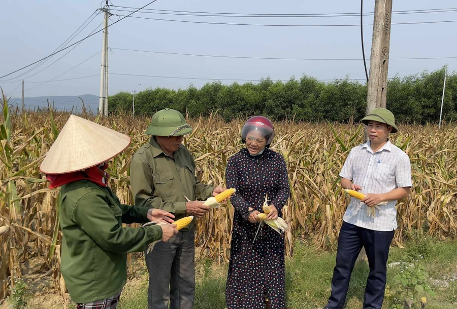 Nhiều ha ngô của người dân huyện Tuyên Hóa (tỉnh Quảng Bình) cháy khô vì nắng hạn.