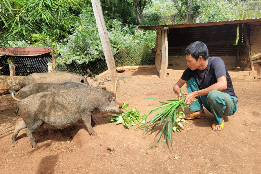 Anh Triệu Văn Hoài quyết tâm xin thoát nghèo.