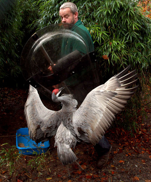 Head zoo keeper Derek Gibson uses a riot shield to protect himself from attack from real-life angry birds at Exmoor Zoo in Devon. Cranes are up to 70 inches tall and have knife-like beaks and staff have been left with cuts and bruises. Staff now need to feed their collection of cranes two at a time. One enters their enclosure carrying the feed while another is armed with a police riot shield donated by the local force.