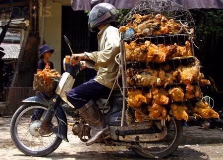 Gà nhập lậu vẫn đổ về HN nhất là những tháng cuối năm