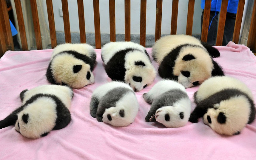 Ảnh đẹp động vật trong tuần ảnh 9 Seven giant panda cubs sleep at the Chengdu Research Base for Giant Panda Breeding in China