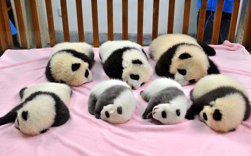 Seven giant panda cubs sleep at the Chengdu Research Base for Giant Panda Breeding in China