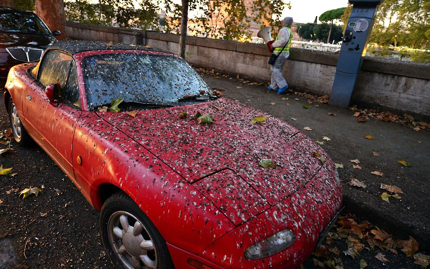 A worker plays recordings of starlings’ distress calls to deter the birds from spending the night by the Tiber river in Rome. About a million starlings migrate to Rome during autumn and winter time and create beautiful patterns in the sky before spending the nights in the trees by the Tiber river, creating rather less attractive patterns with their droppings. 