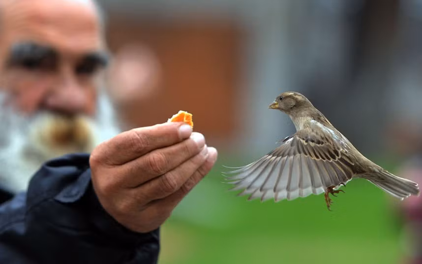 A man feeds a sparrow in the garden of the Prado museum in Madrid
