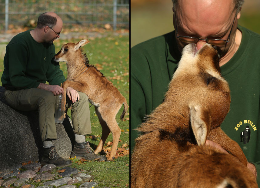 Ảnh đẹp động vật trong tuần ảnh 2 A baby sable antelope mistakes the nose of zookeeper Martin Damboldt for a source of milk during feeding at the Berlin Zoo. After the mother of the one-month old antelope stopped feeding it zookeepers intervened and now feed the antelope milk from a bottle.