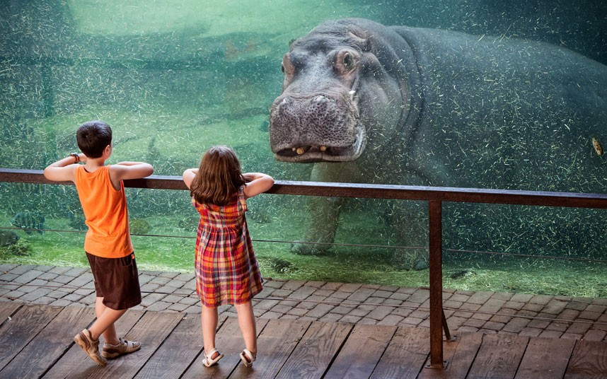 A hippopotamus makes eye contact with two young visitors at a zoo in Spain. The hippo appeared to be locked in a staring contest with the children during their visit to the Valencia Bioparc.