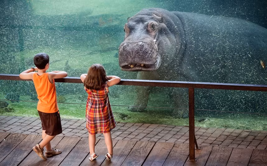 A hippopotamus makes eye contact with two young visitors at a zoo in Spain. The hippo appeared to be locked in a staring contest with the children during their visit to the Valencia Bioparc.