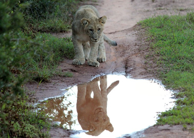 Telegraph reader Rob Stanley sent us this photo of a lion cub reflected in a puddle after days of heavy rain at the start of summer in Shamwari Game Reserve, South Africa. If you have a photograph you’d like us to consider for a picture gallery, please email it to mypic@telegraph.co.uk, supplying a little info on where and when the picture was taken.