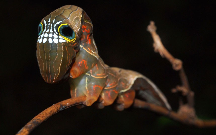 Ảnh đẹp động vật trong tuần ảnh 8 If prizes for Halloween costumes were handed out in the world of nature, this scary skull-faced creepy-crawly would surely win. The extraordinary specimen is the larvae of the pink underwing moth, an endangered species only found in the Australian rainforest. Ecologist Lui Weber photographed the rare caterpillar, which is characterised by a set of teeth-like markings set between spots that look like eyes with large pupils.