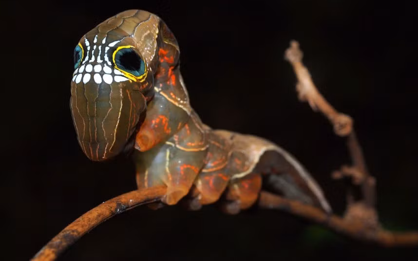 If prizes for Halloween costumes were handed out in the world of nature, this scary skull-faced creepy-crawly would surely win. The extraordinary specimen is the larvae of the pink underwing moth, an endangered species only found in the Australian rainforest. Ecologist Lui Weber photographed the rare caterpillar, which is characterised by a set of teeth-like markings set between spots that look like eyes with large pupils.
