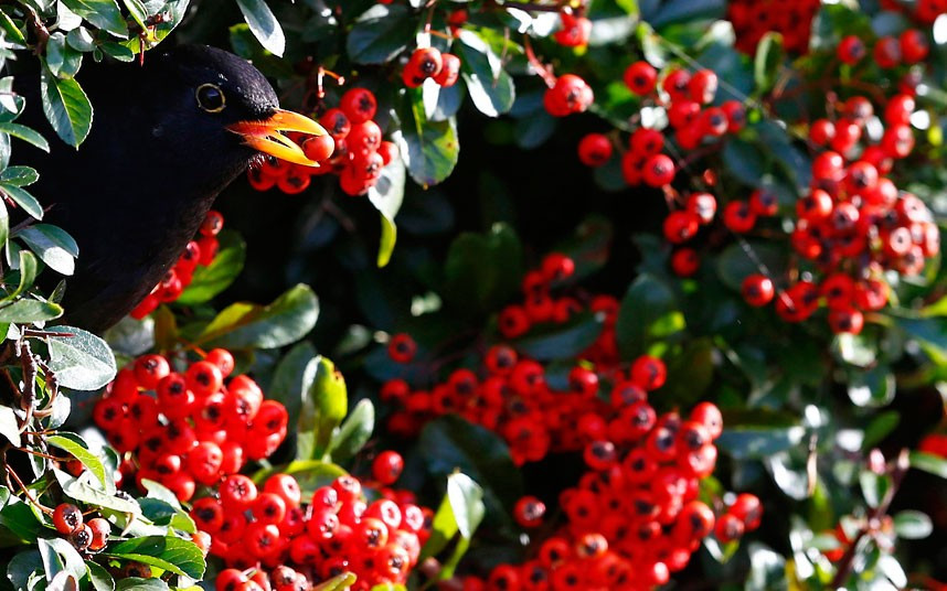 Ảnh đẹp động vật trong tuần ảnh 7 A blackbird feeds on berries in Redditch, Worcestershire