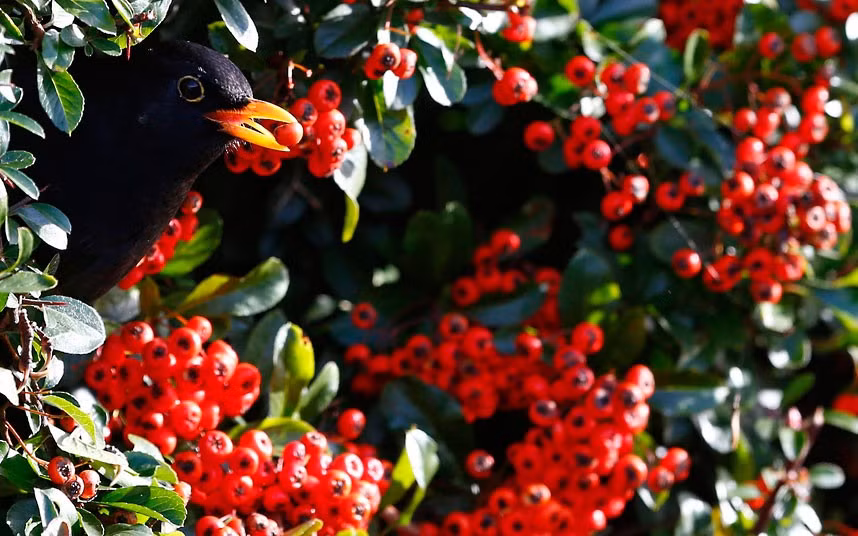 A blackbird feeds on berries in Redditch, Worcestershire